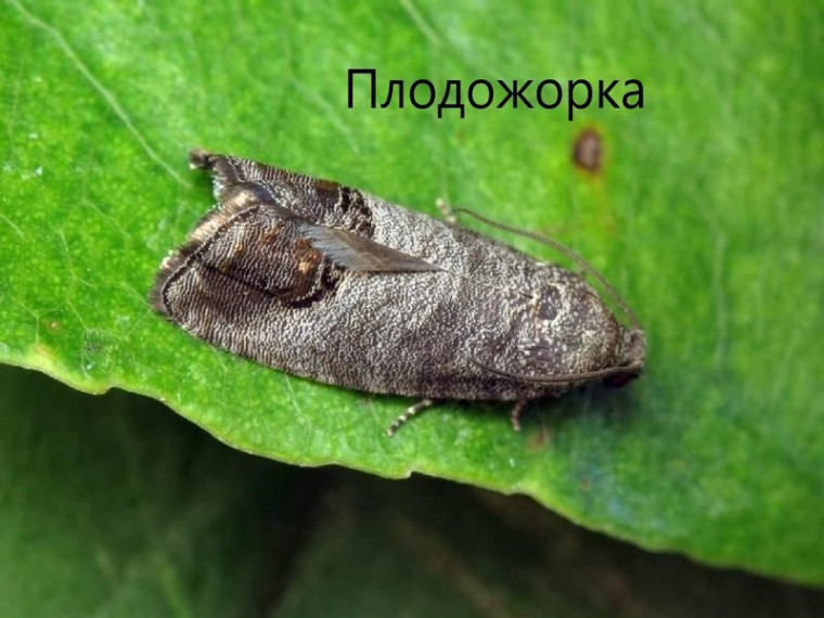 Методы борьбы с вредителями на плодовых культурах. Методы борьбы с вредителями на плодовых культурах.